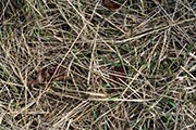 Brennesselheu